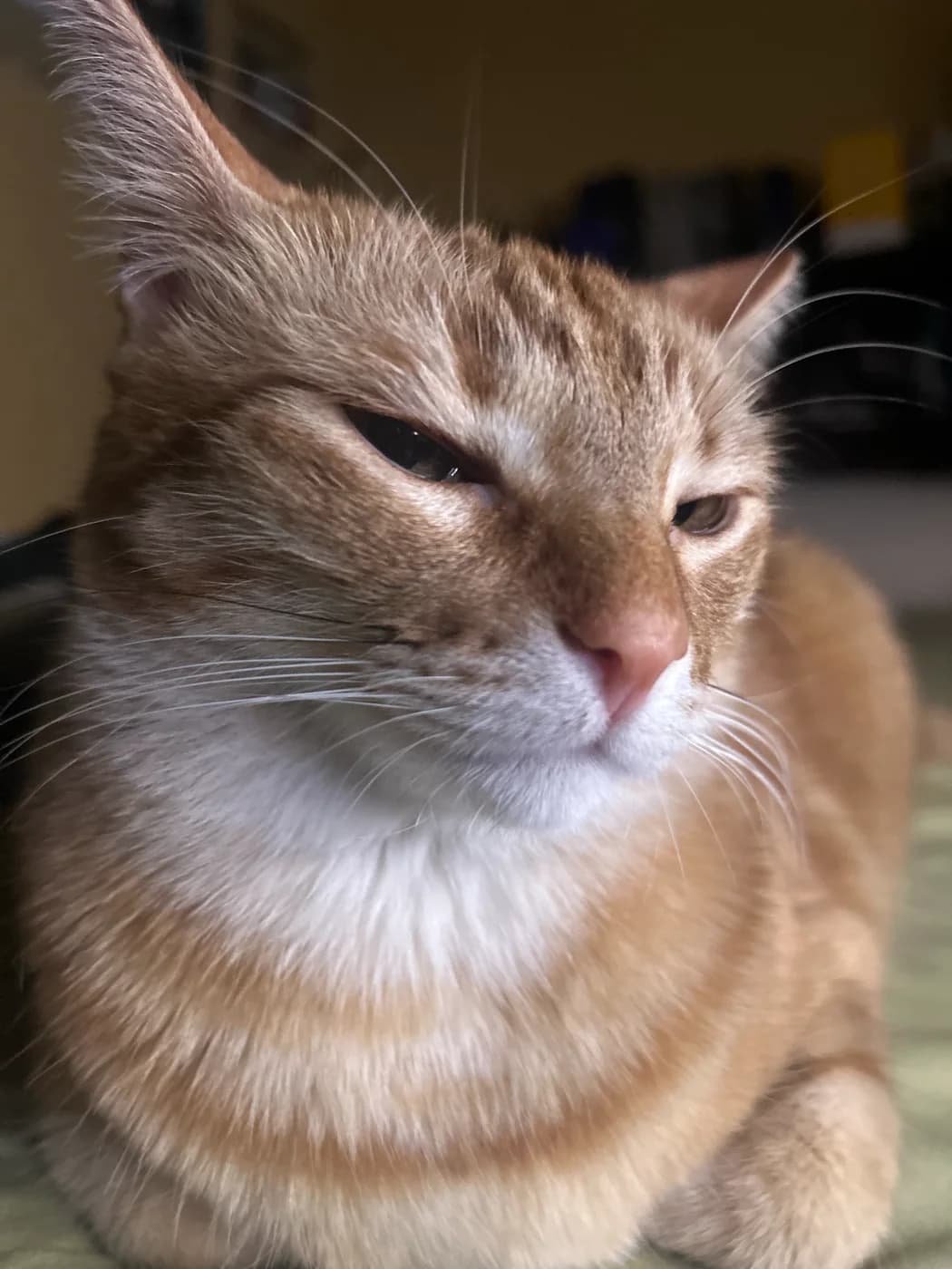 Close-up portrait of Hazel relaxing