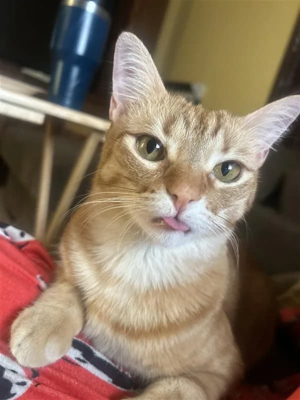 Hazel looking at the camera with her tongue out