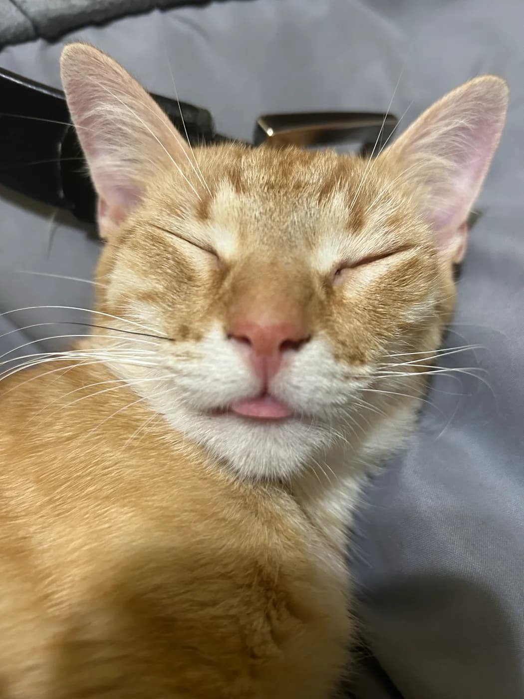 Hazel sleeping with the tip of her tongue showing